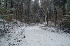 im Wald bei Pfaffhausen