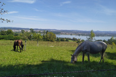 Fällanden, Greifensee