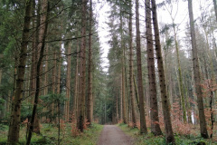 Pfaffhausen, Wald