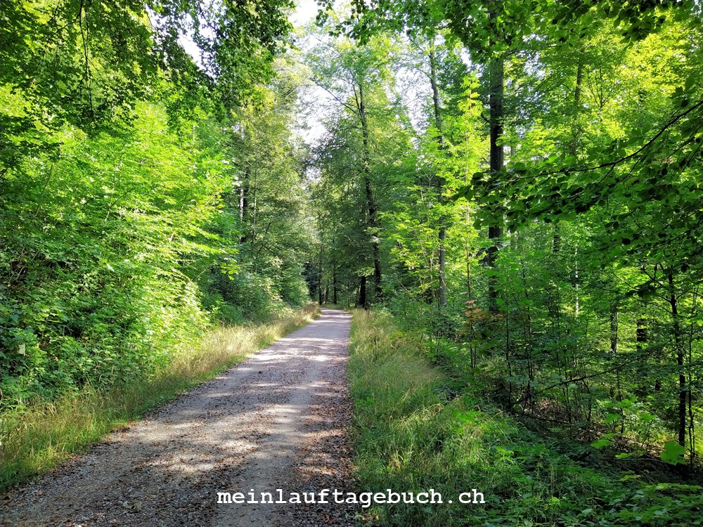 Laufen Training Pfaffhausen Wald