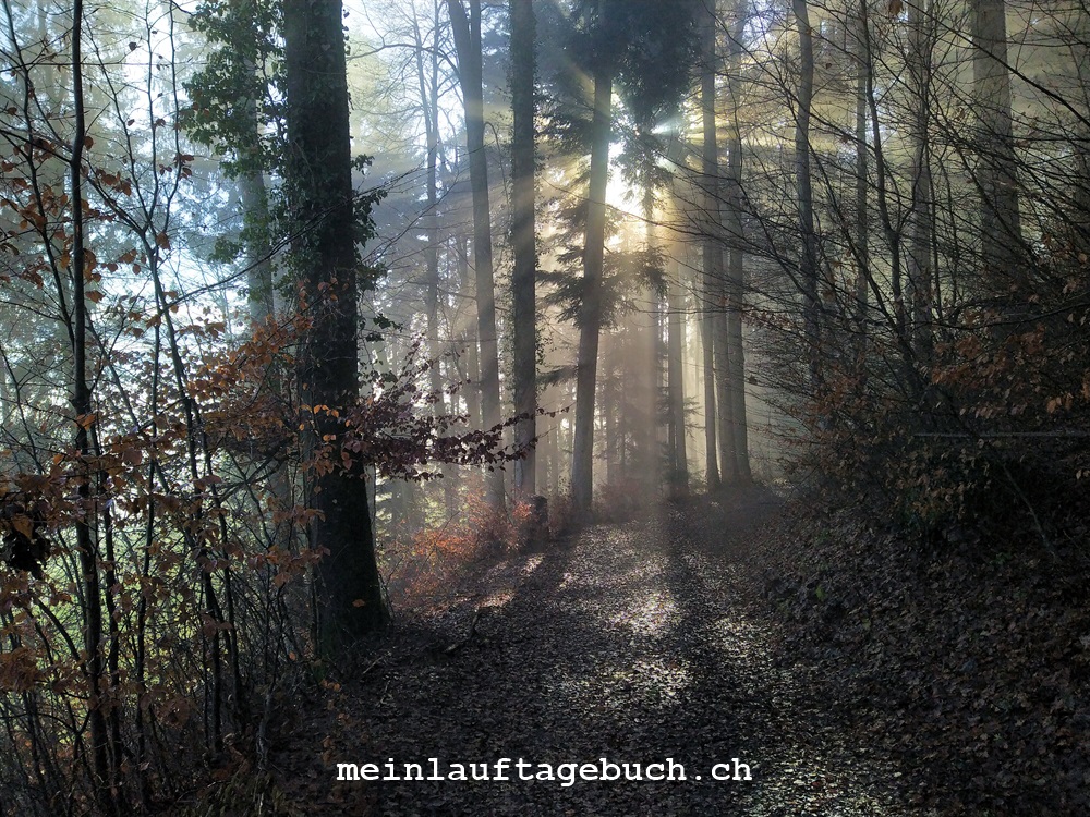 Laufen Training Pfaffhausen Herbst Nebel