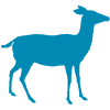 Lauftagebuch Software Icon Tiere