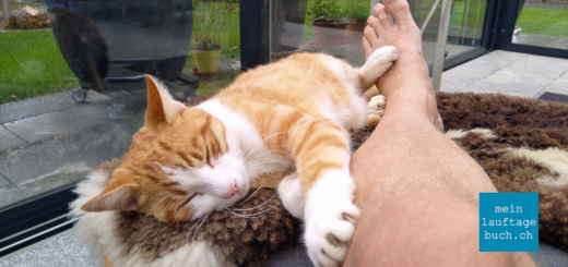 Laufen Erholen Fuss Katze
