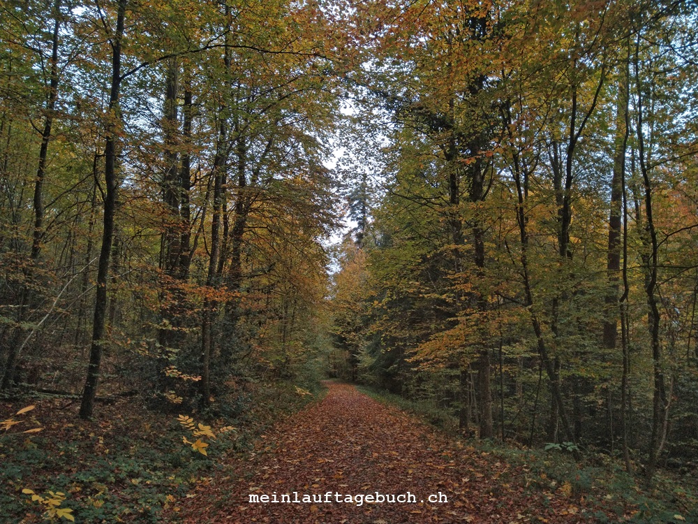 360 Grad Herbstwald