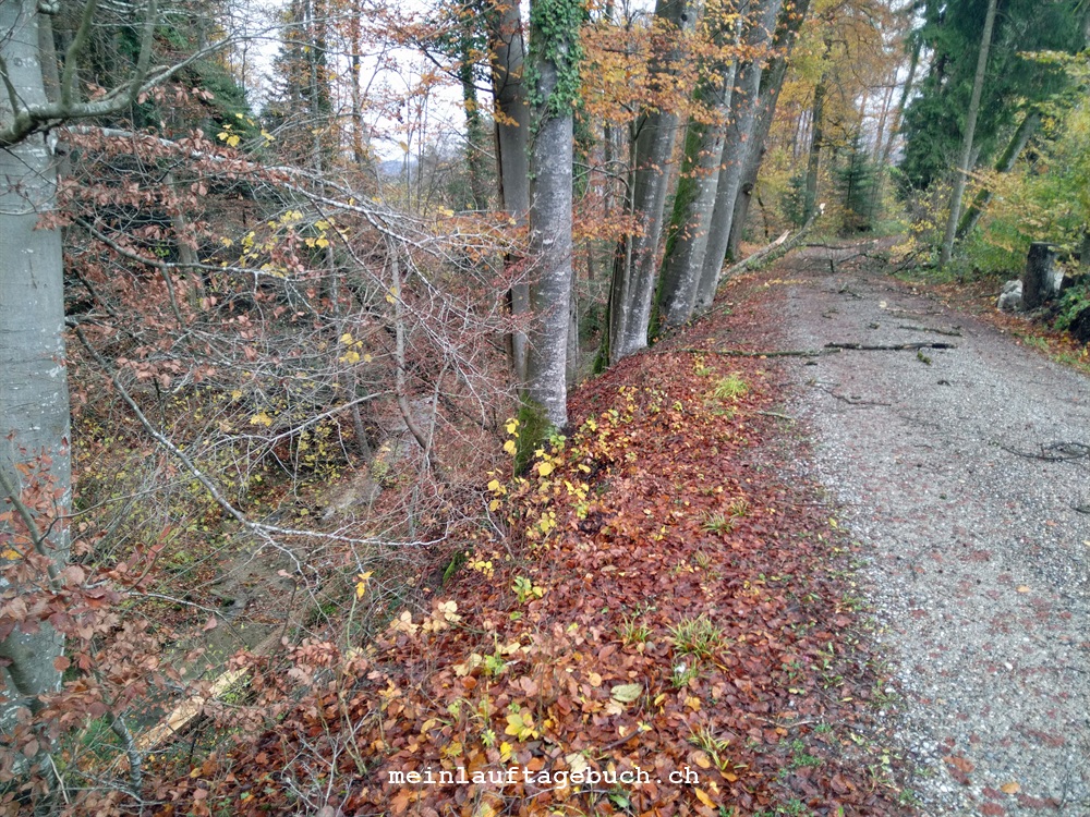 Laufen Herbst Wald Bäume fallen Sturm Holzschlag Biber