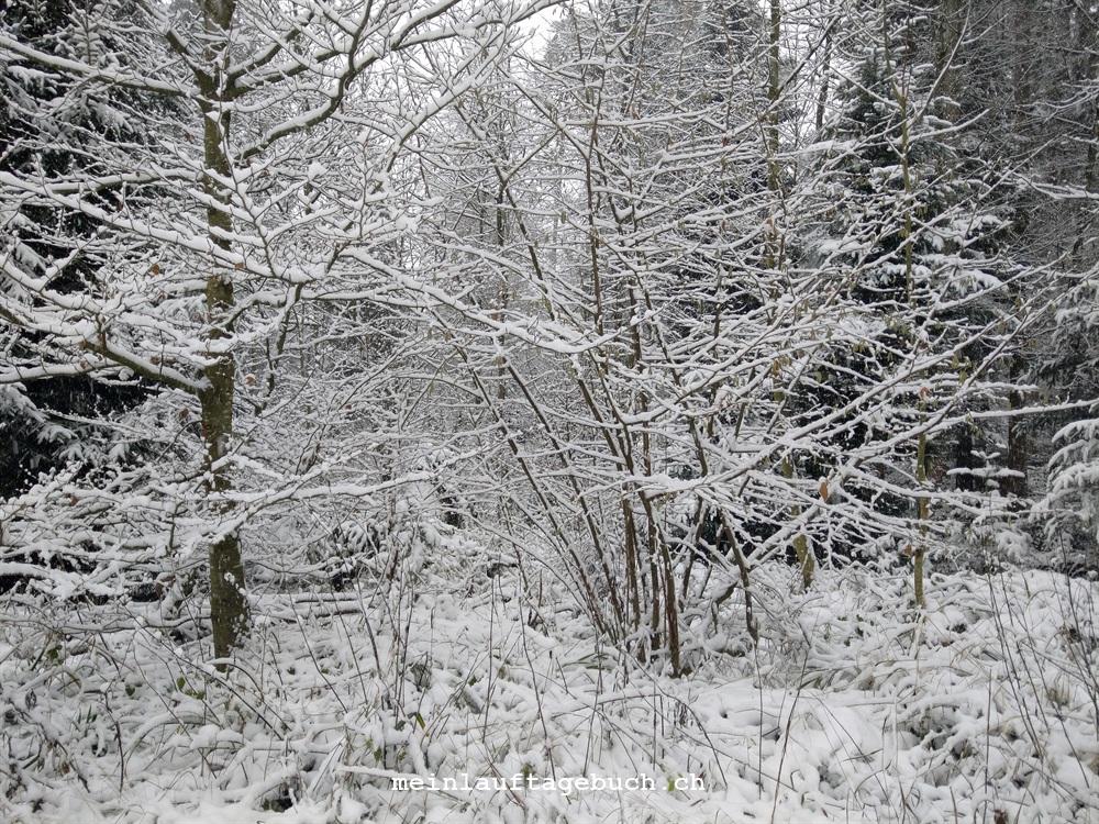 Laufen Wald Zürich Winter Schnee