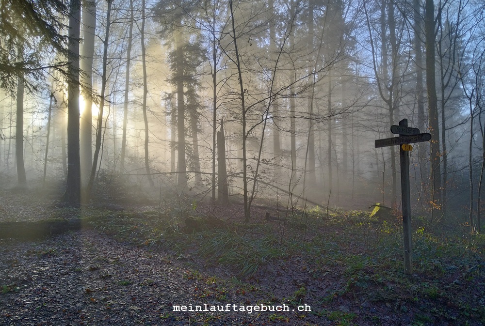 Laufen Nebel Sonne Wald Zürich Dezember
