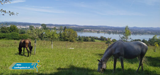 Laufen Zürich Greifensee Natur