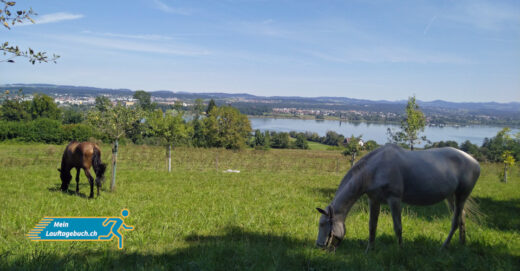 Laufen Zürich Greifensee Natur